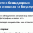 Увидели бездомное животное? Теперь о нем можно сообщить на Госуслугах за 2 минуты - Сладковский район